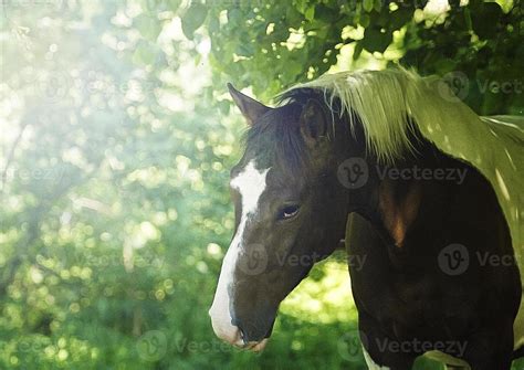 Awesome And Beautiful Western Barock Pinto Horse 846986 Stock Photo At