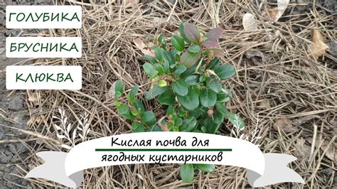 Кислая почва для голубики, клюквы, брусники - YouTube