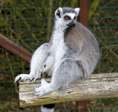 Animal madagascar zoo - Free photos on creazilla.com