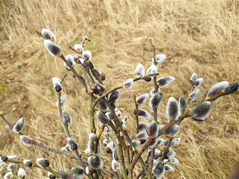 Nature Pussy Willow Pussy Willow Author Jan Helebrant Flickr