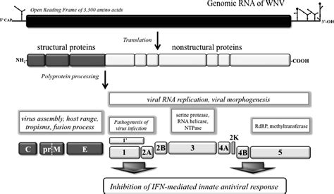 Figure 1 From West Nile Virus And Its Emergence In The United States Of America Semantic Scholar