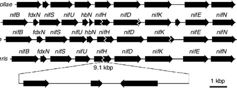 Nitrogenase Gene Organization The Nif Operon And Surrounding Genes