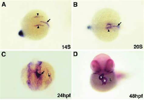 Cardiac morphogenesis in zebrafish. The cardiac precursors are in the ... 