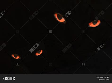 Evil Cat Eyes On Black Image & Photo (Free Trial) | Bigstock