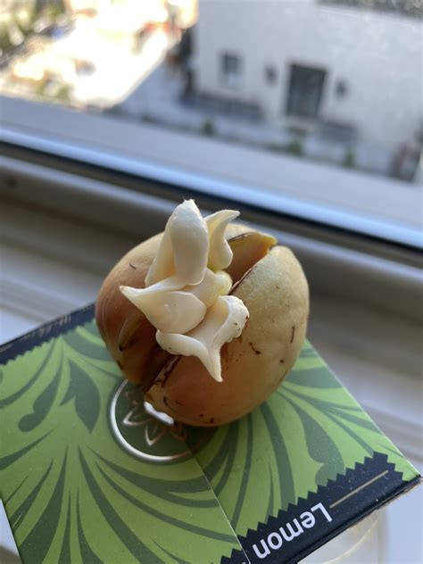how to grow avocado pit to plant 13