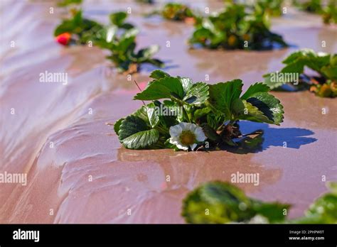 Agricultural Field Strawberry Plants Rows Of Plastic Covered Hills