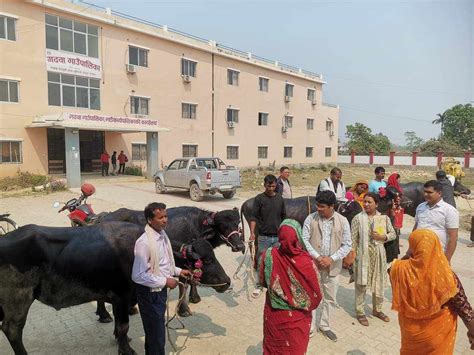 गढवाका भैंसी पालक कृषकहरुलाई उन्नत जातका राँगा वितरण Etulsipur