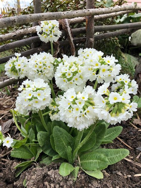 Примула мелкозубчатая белая (Primula denticulata white)