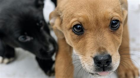 Realizar N Jornada De Adopci N En Feria Expo Mascota Vivo Mestizos