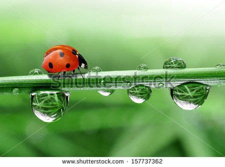 Coccinella Scarafaggio Insetto Foto Gratis Su Pixabay Ladybird