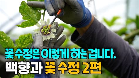 백향과 꽃 수정은 이렇게 하는 겁니다 수정방법 남원백향과 Youtube