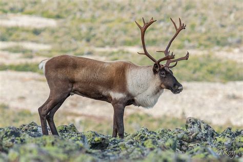 Caribou Mont Jacques Cartier Libert Flickr