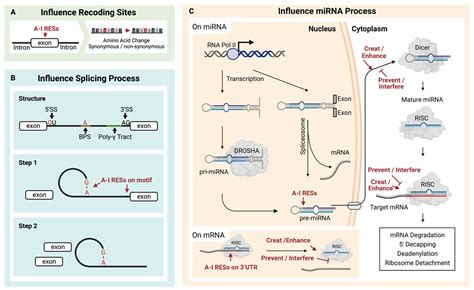 Adar Mediated Site Specific Rna Editing In Immune Related Disease