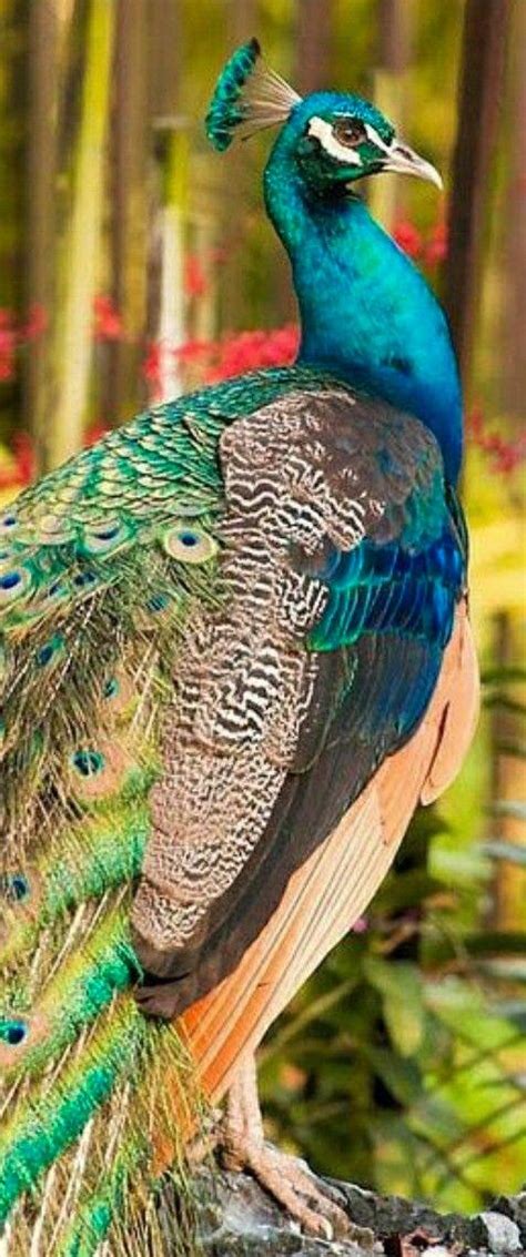 Indian Peacock 🦚💚💙 : r/peacocks