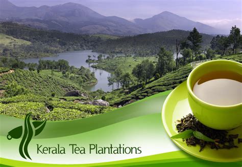 Kerala Tea Plantations A Must Visit For All Nature Lovers On India