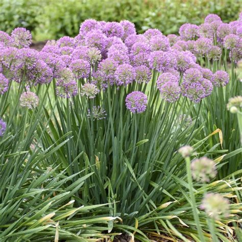 Purple Perennial Flowers