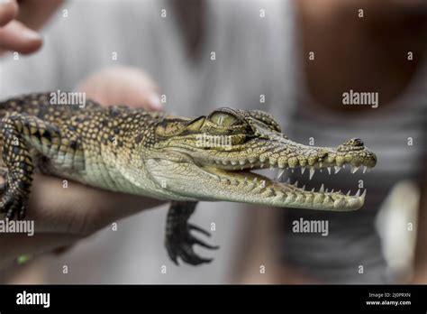 Baby Crocodiles Sri Lanka Hi Res Stock Photography And Images Alamy