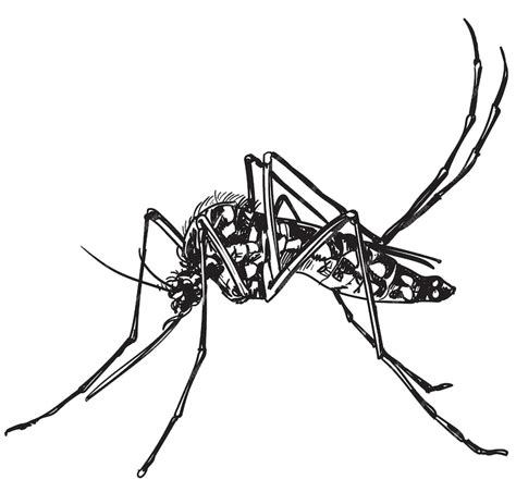 Premium Vector | Hand drawn dengue mosquito insecta