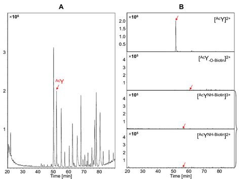 Lc Ms Analysis Of The Flow Through Fraction After Avidin Based