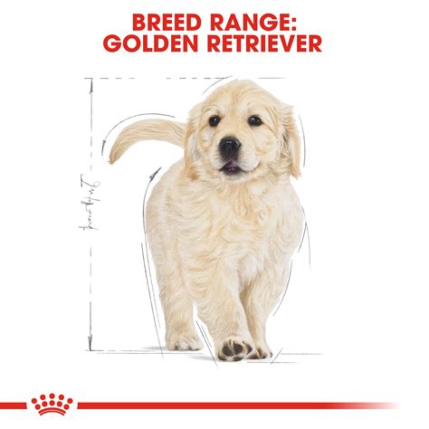 ROYAL CANIN® Golden Retriever Puppy 12kg – Superpet Warehouse