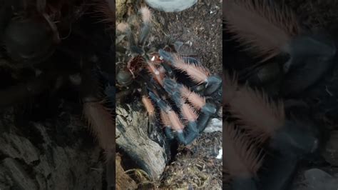 Brachypelma Emilia Molting Youtube