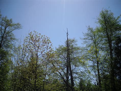 Treetops by GeneralDurandal on DeviantArt
