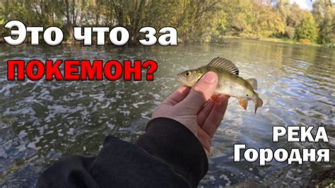 МОСКОВСКИЙ МОРМО ОКУНЬ В ПЛОХУЮ ПОГОДУ - YouTube