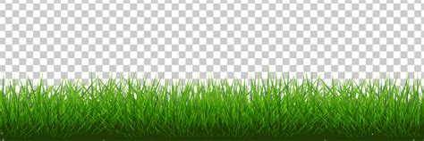 Green grass border isolated with transparent Vector Image