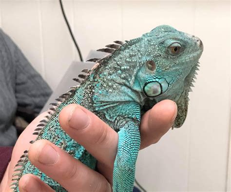 Why Iguanas Make Great Pets | Long Island NY | Reptile Vet