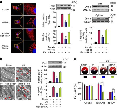 Fis Regulates Mitochondrial Fission And Apoptosis A Knockdown Of