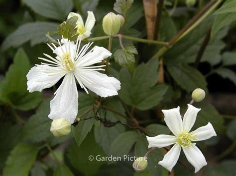 Clematis ‘paul Farges Summer Snow Plantentuin Esveld