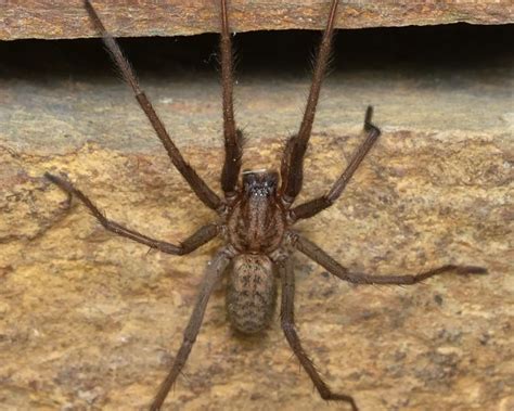 Giant house spider - Facts, Diet, Habitat & Pictures on Animalia.bio