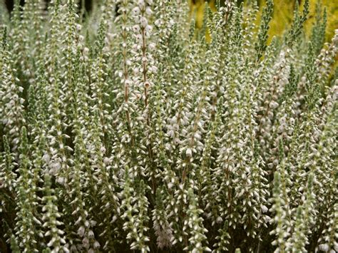 Calluna Vulgaris Velvet Fascination Calluna Vřes Zahradnictví Franc