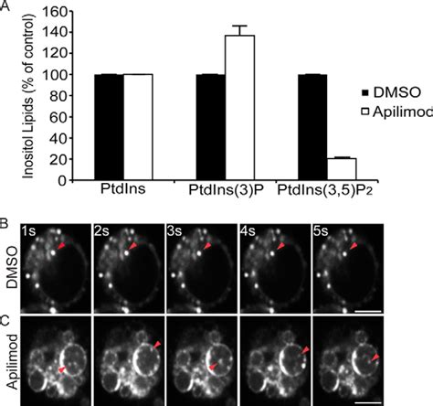 The Fab Pikfyve Phosphoinositide Phosphate Kinase Is Not Necessary To