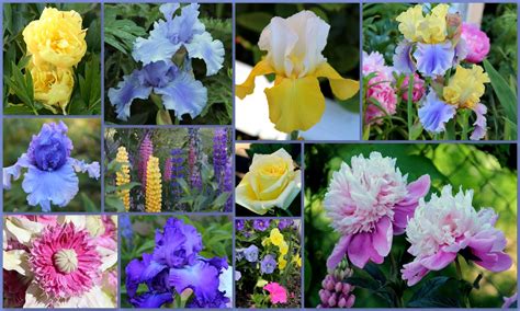 World of Irises: "Talking Irises" TALL BEARDED IRIS AND COMPANION ...