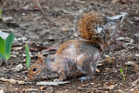 Squirrel Mange Pictures Stock Photos Pictures And Royalty Free Images