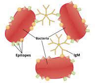 Agglutination Reactions Types Tests Applications Best Biology