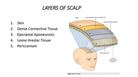 SOLUTION: Scalp Anatomy - Studypool