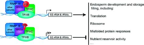 A Proposed Model for FL3/fl3 Controlling the Storage Filling in the ...