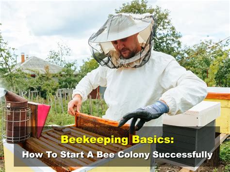 Beekeeping Basics How To Start A Bee Colony Successfully Easy Beesy