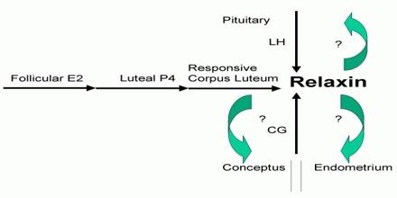 Relaxin Hormone - Assignment Point