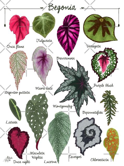 Begonia Leaves Species Varieties Art Print Botanical Illustration