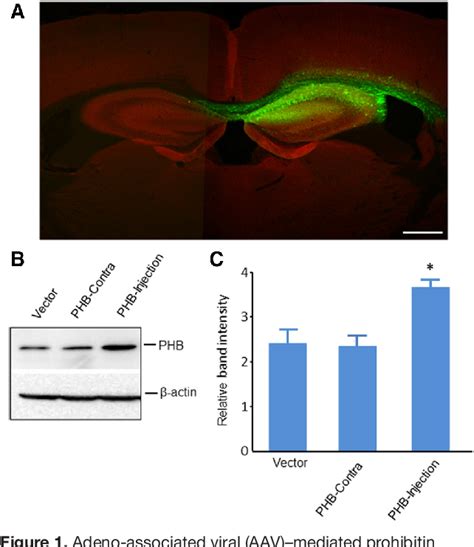 Figure 1 From Prohibitin Viral Gene Transfer Protects Hippocampal Ca1