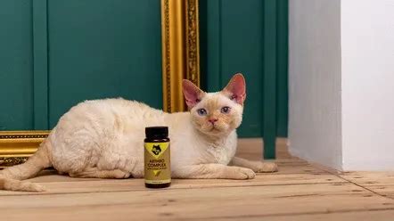 Регенерация хрящевой ткани кошек