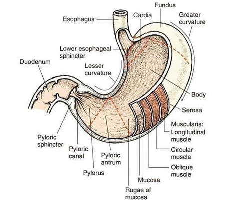 Medical Doctors And Students Na Instagramie The Stomach Has Four Main