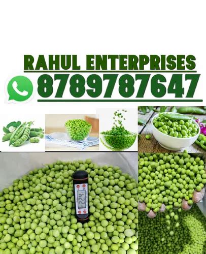 A Grade Pan India Kg Green Peas Frozen Safal Matar Gm Gm Gunny