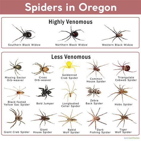 Spiders In Oregon List With Pictures