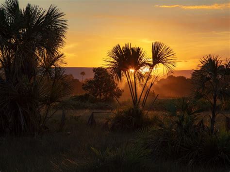 How To Visit The Cerrado In Brazil Planetaexo