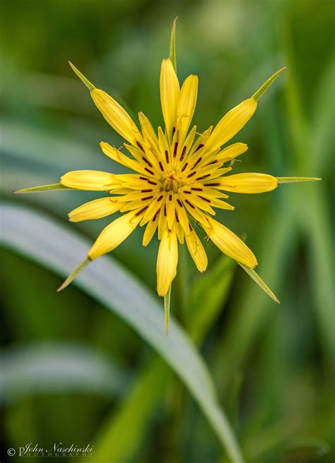 Colorado Salsify Flower Tragopogon Dubius Scenic Colorado Pictures