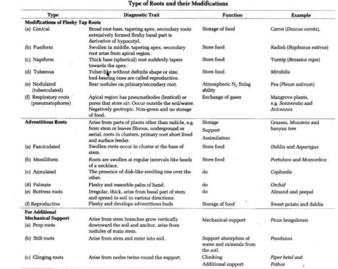 Morphology Biology